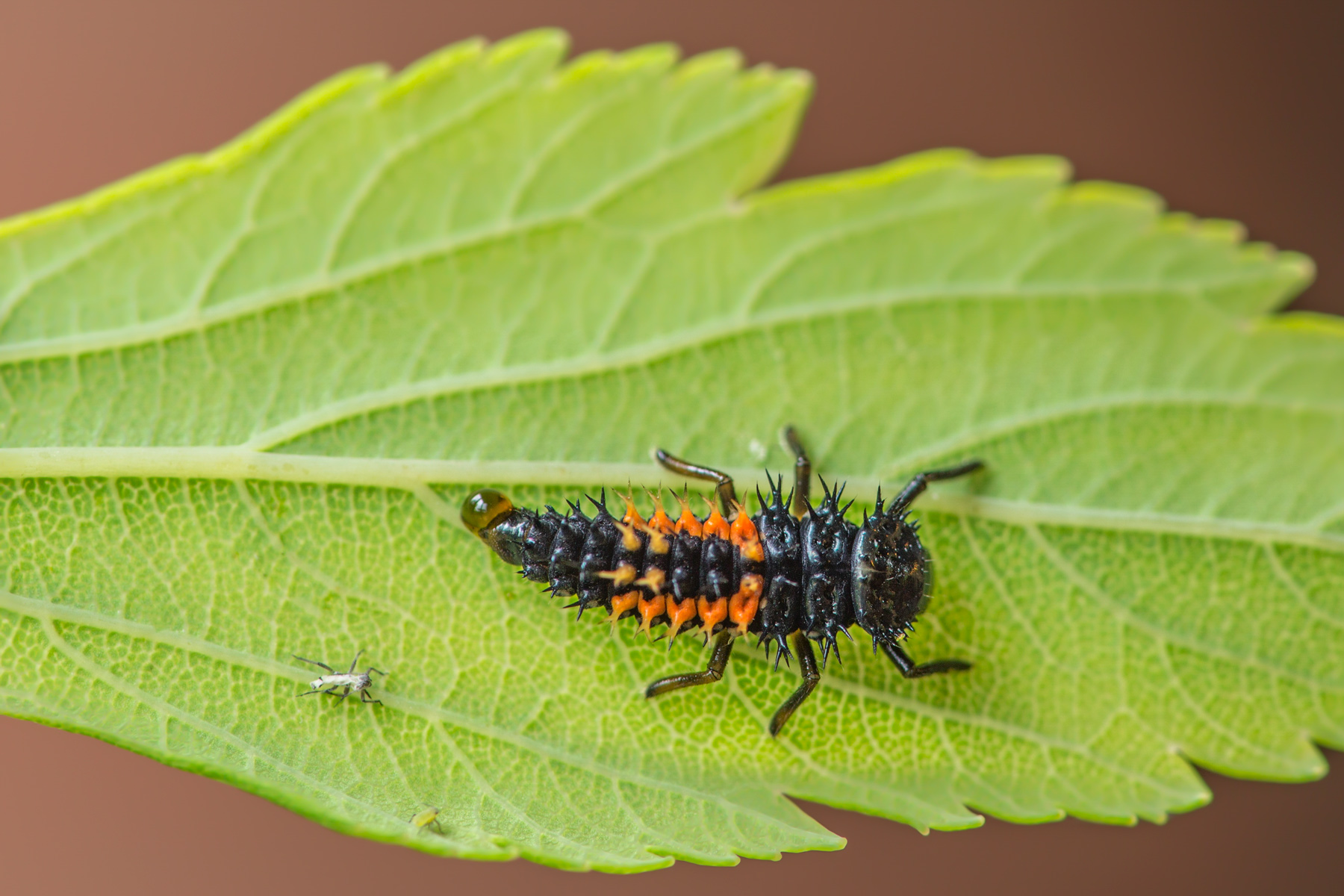 Larva di Harmonia axyridis