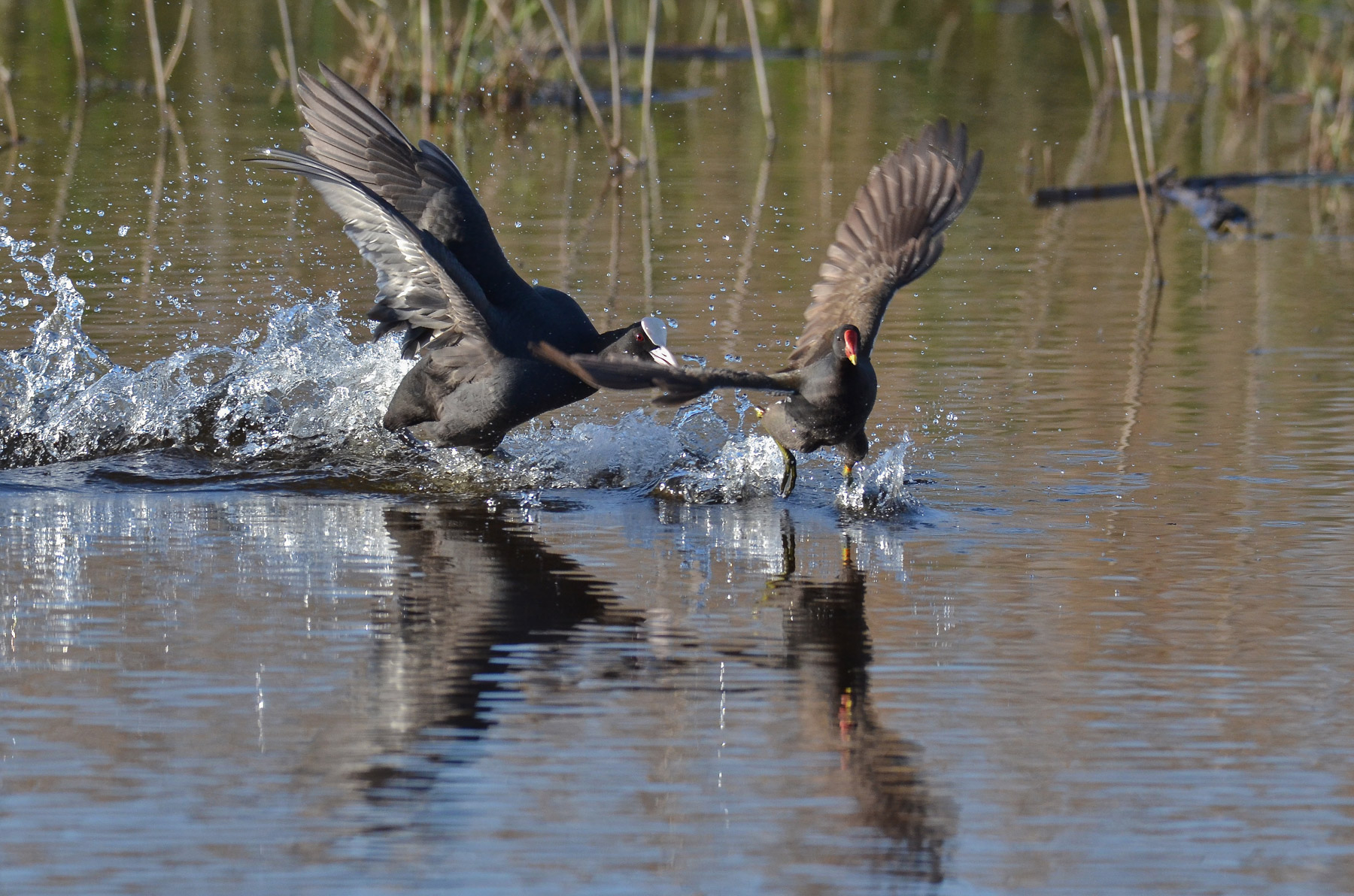 Folaga vs gallinella