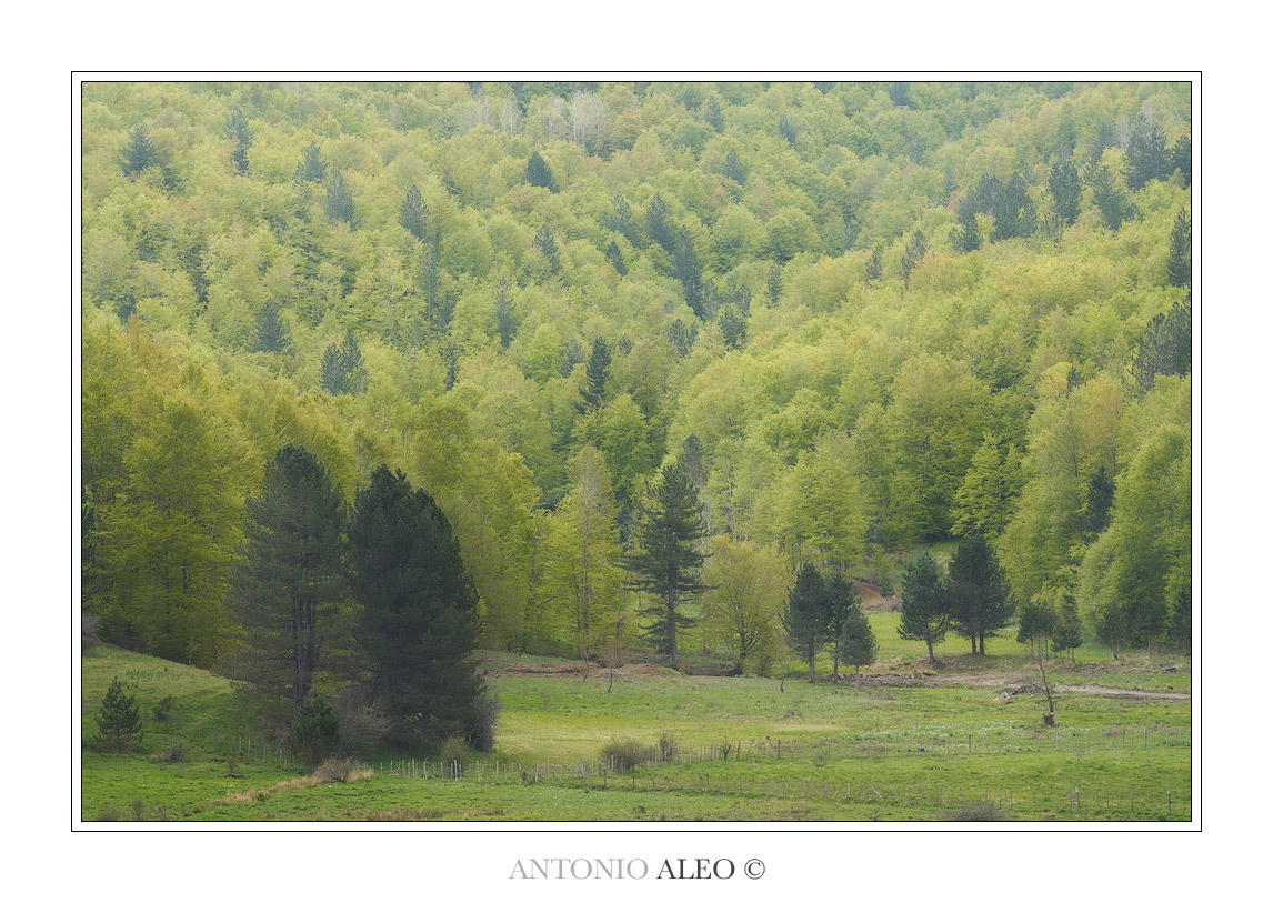 Paesaggio silano in Primavera