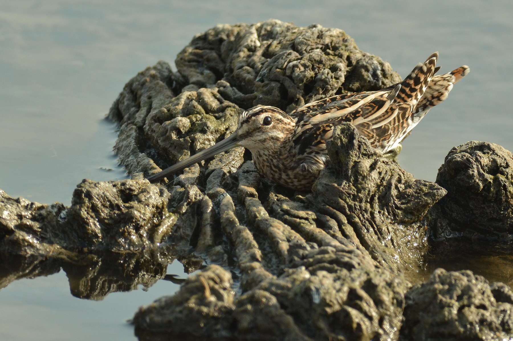 Mimetismo quasi perfetto