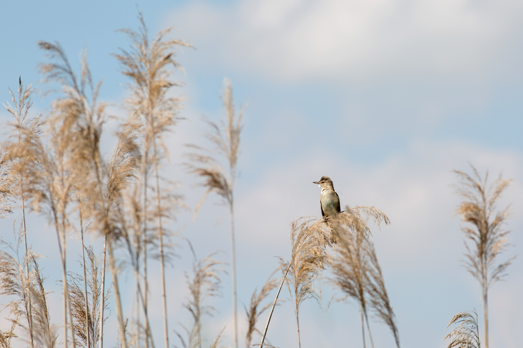 Altro Cannareccione ambientato