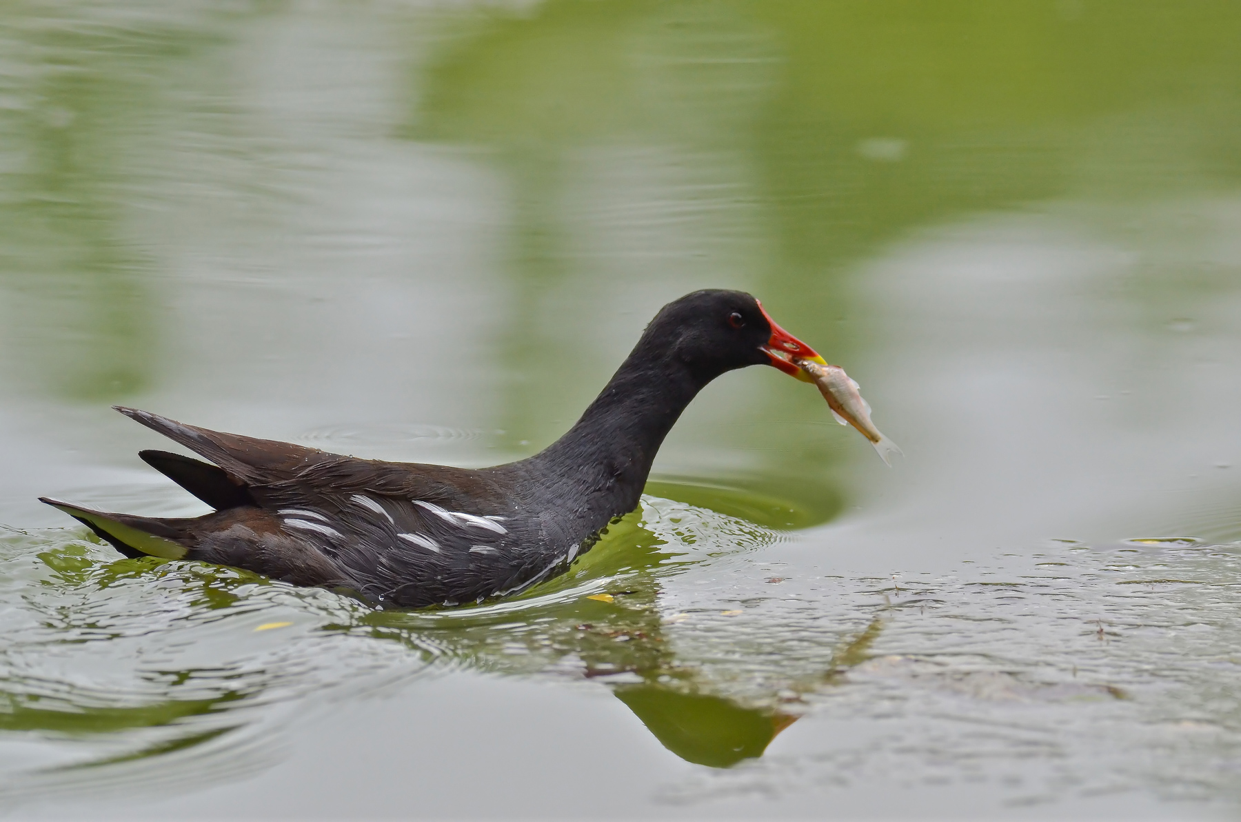 Gallinella con preda