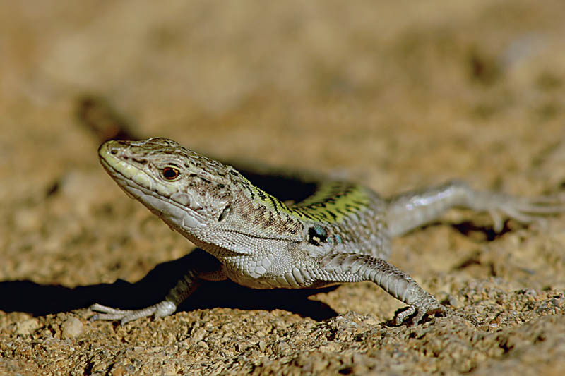 Lucertola Podarcis