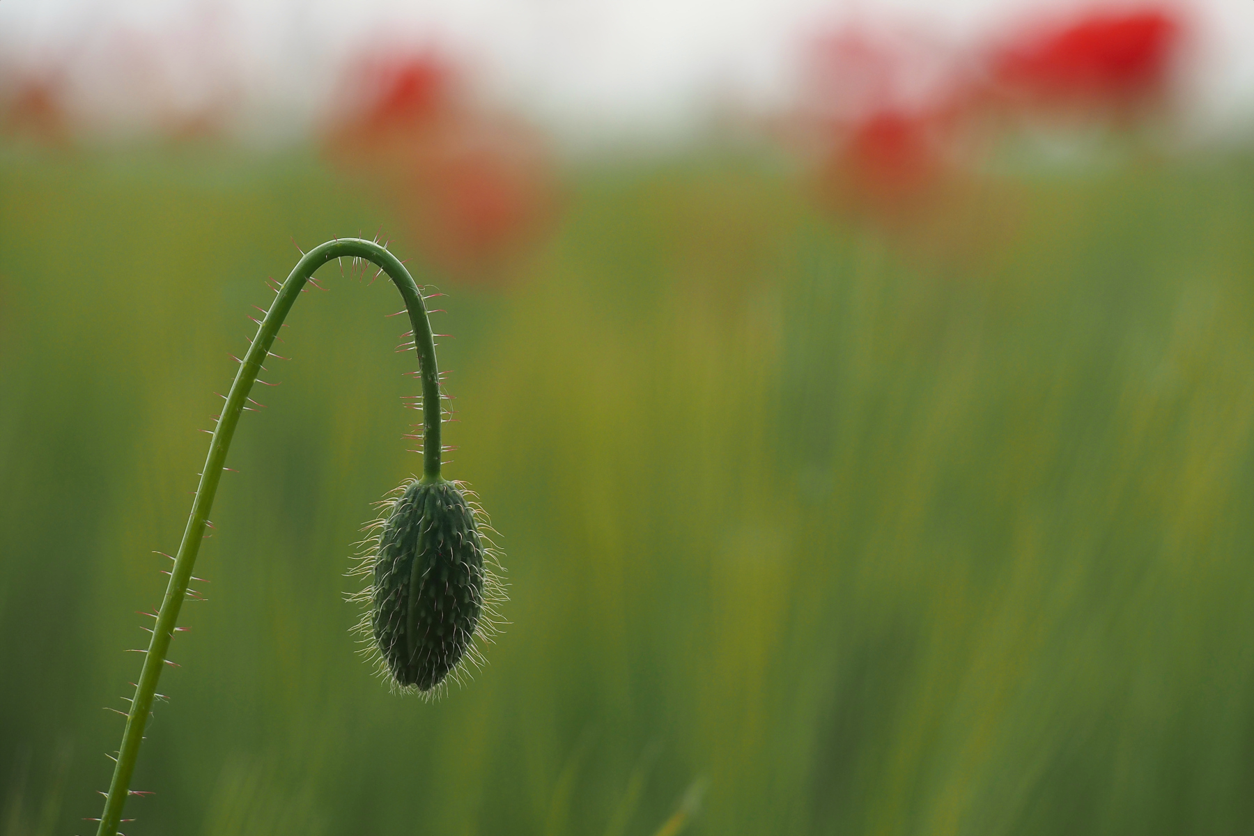 Nel campo di papaveri