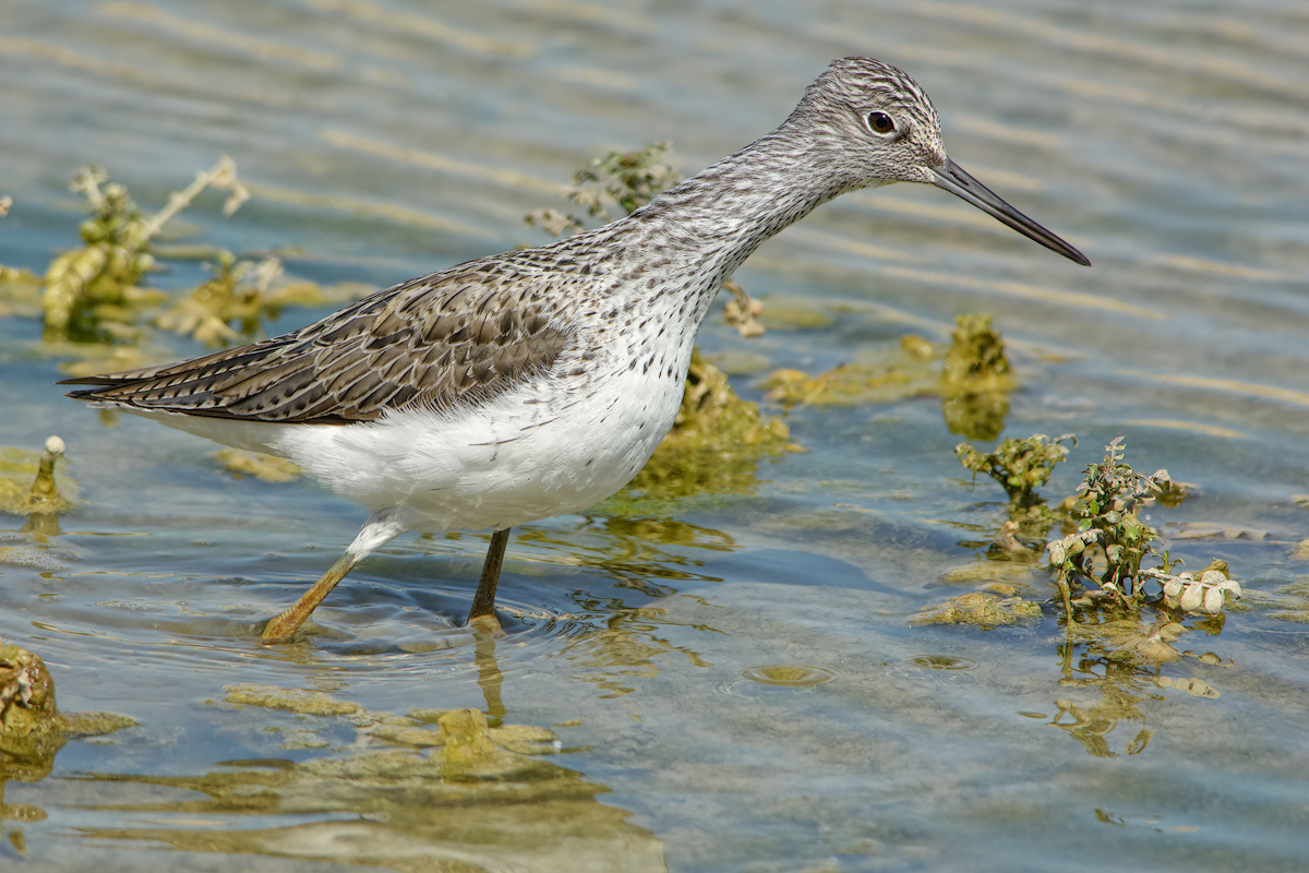 Pantana (Tringa nebularia)