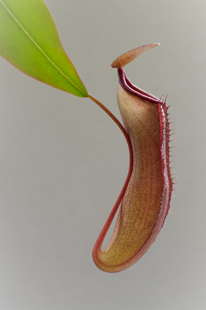 Nepenthes..