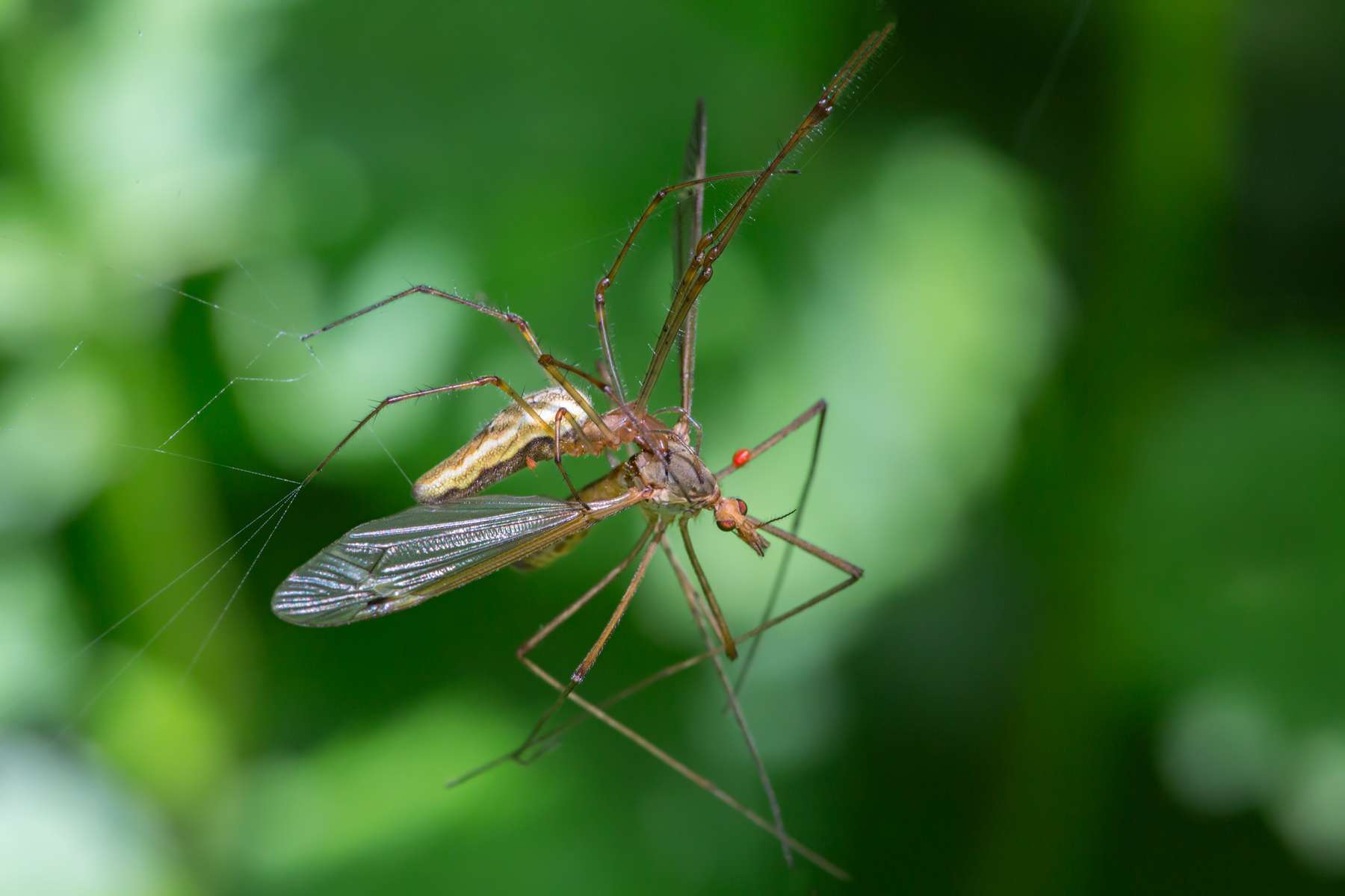 Ragno Tetragnatha con preda