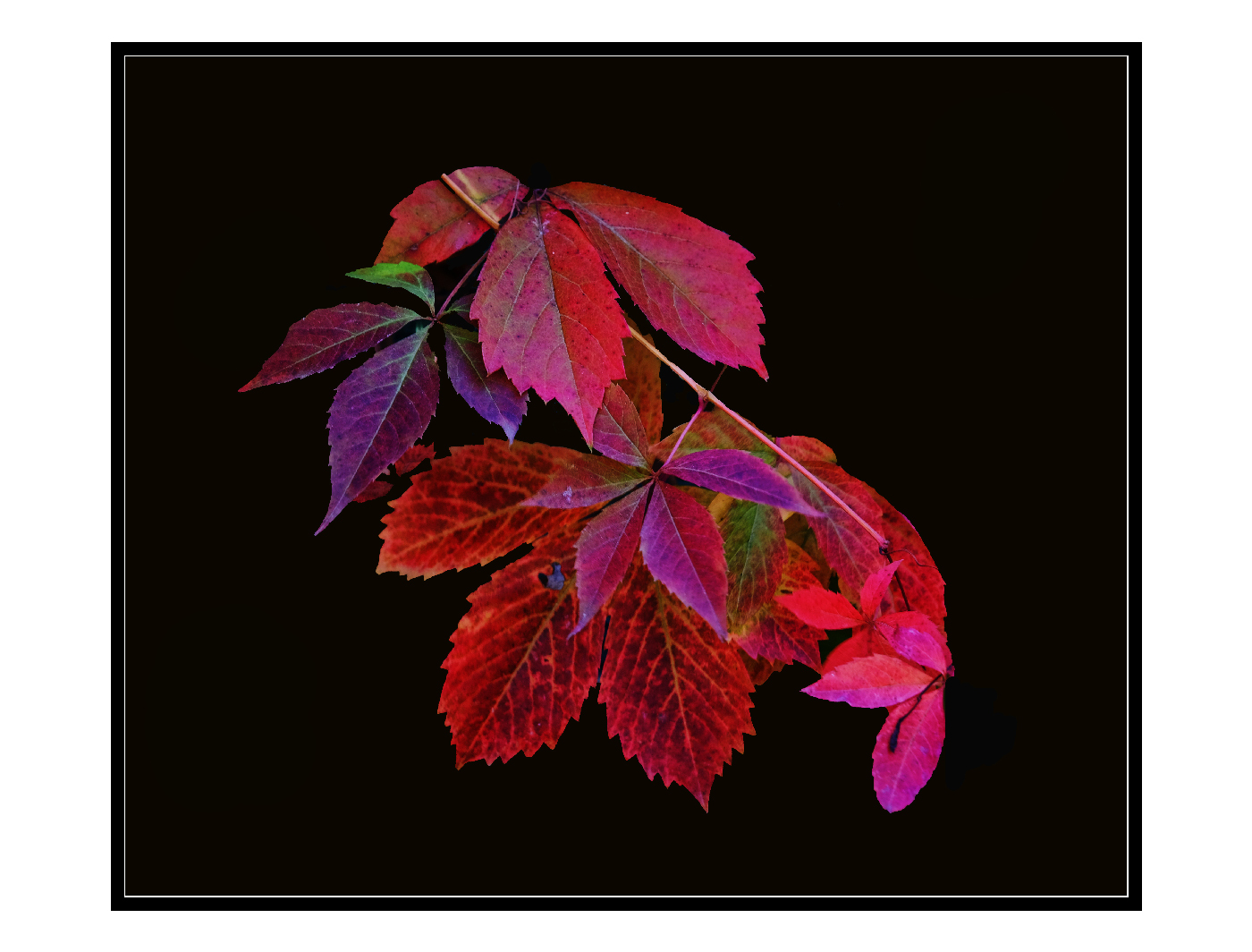 Divertimento  photoshop.