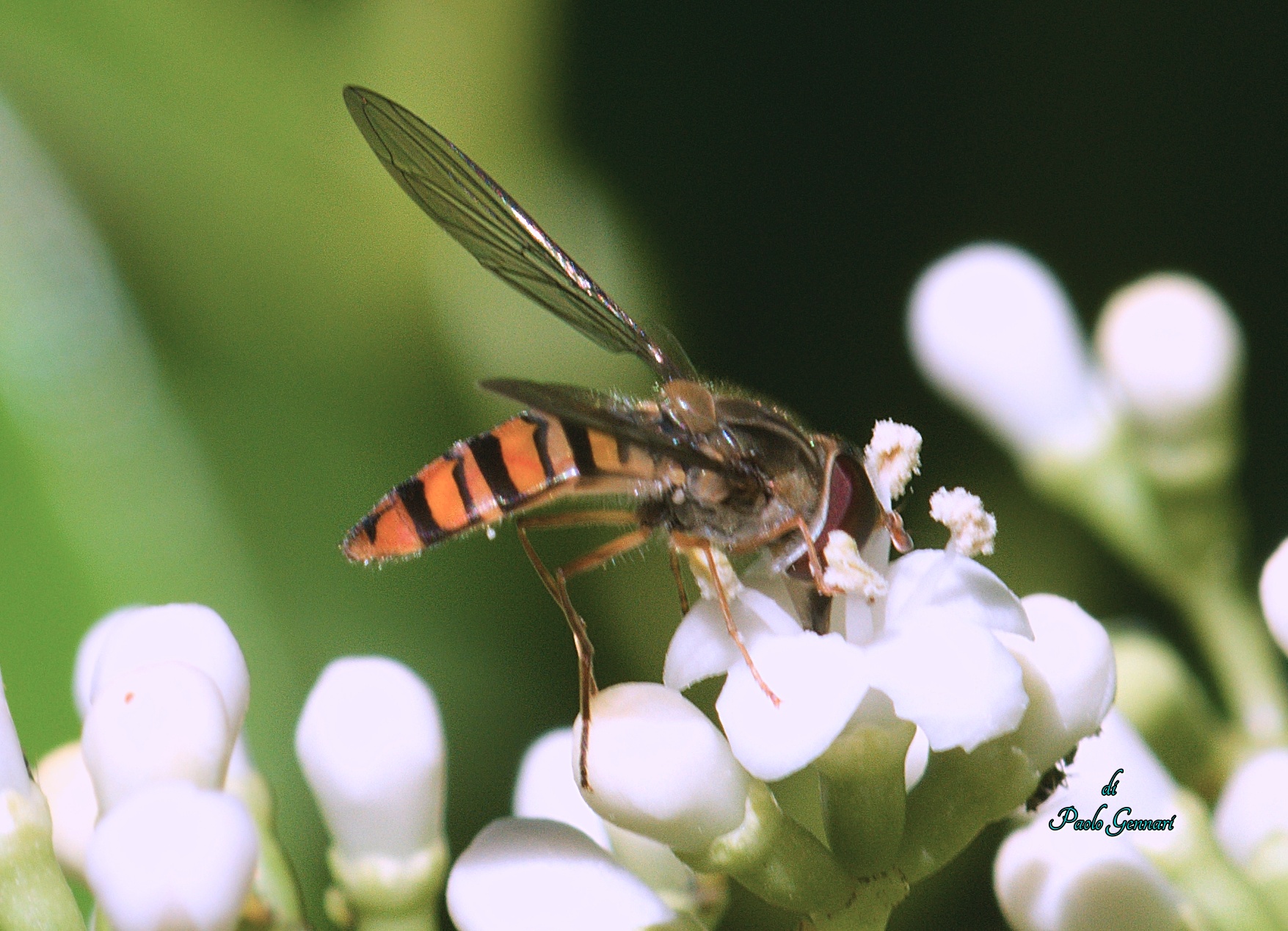 sopra i fiori del Viburnum