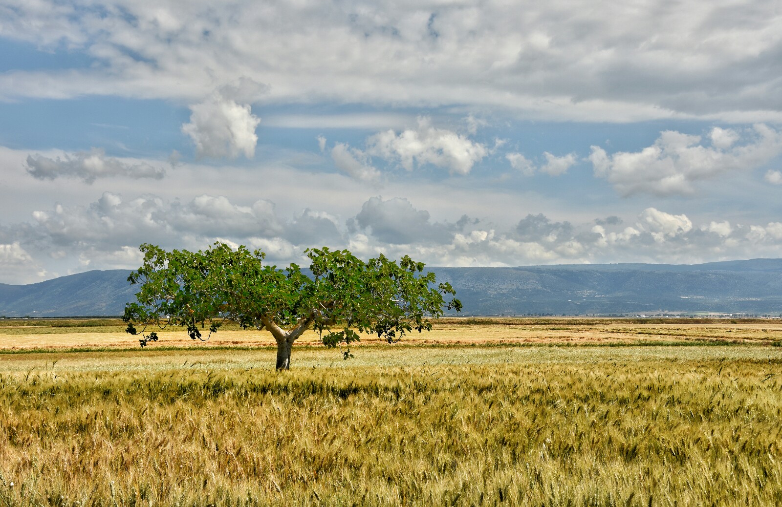 La solitudine dei numeri primi .