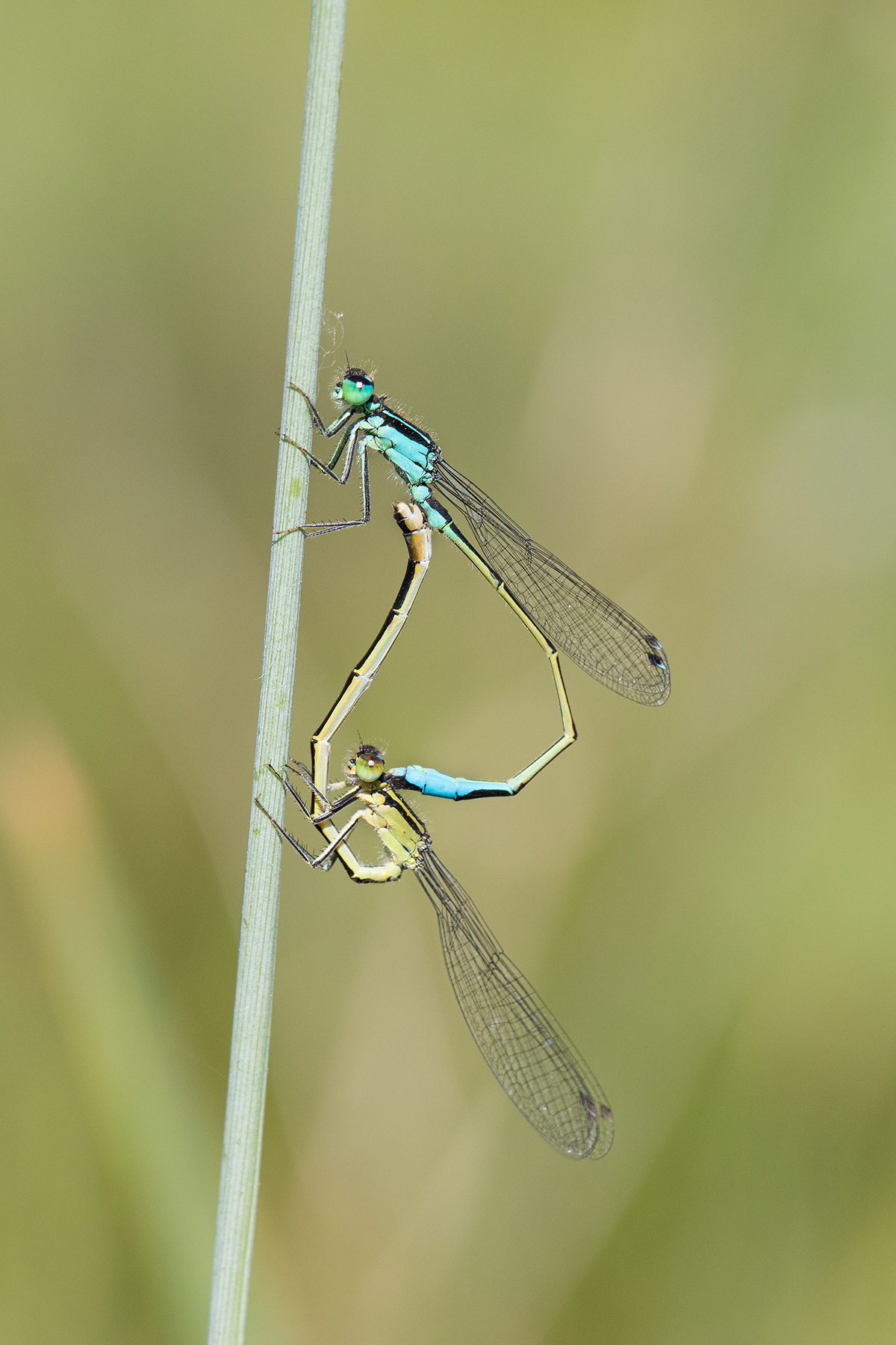 Damigelle in accoppiamento