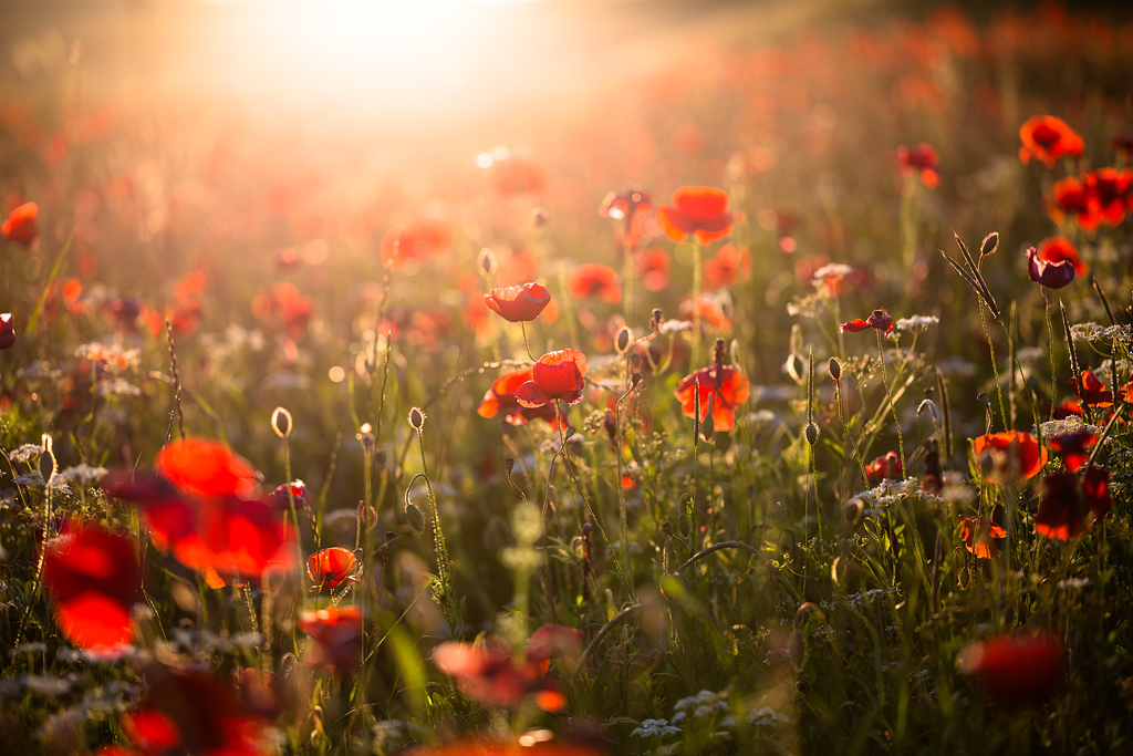 papaveri al tramonto
