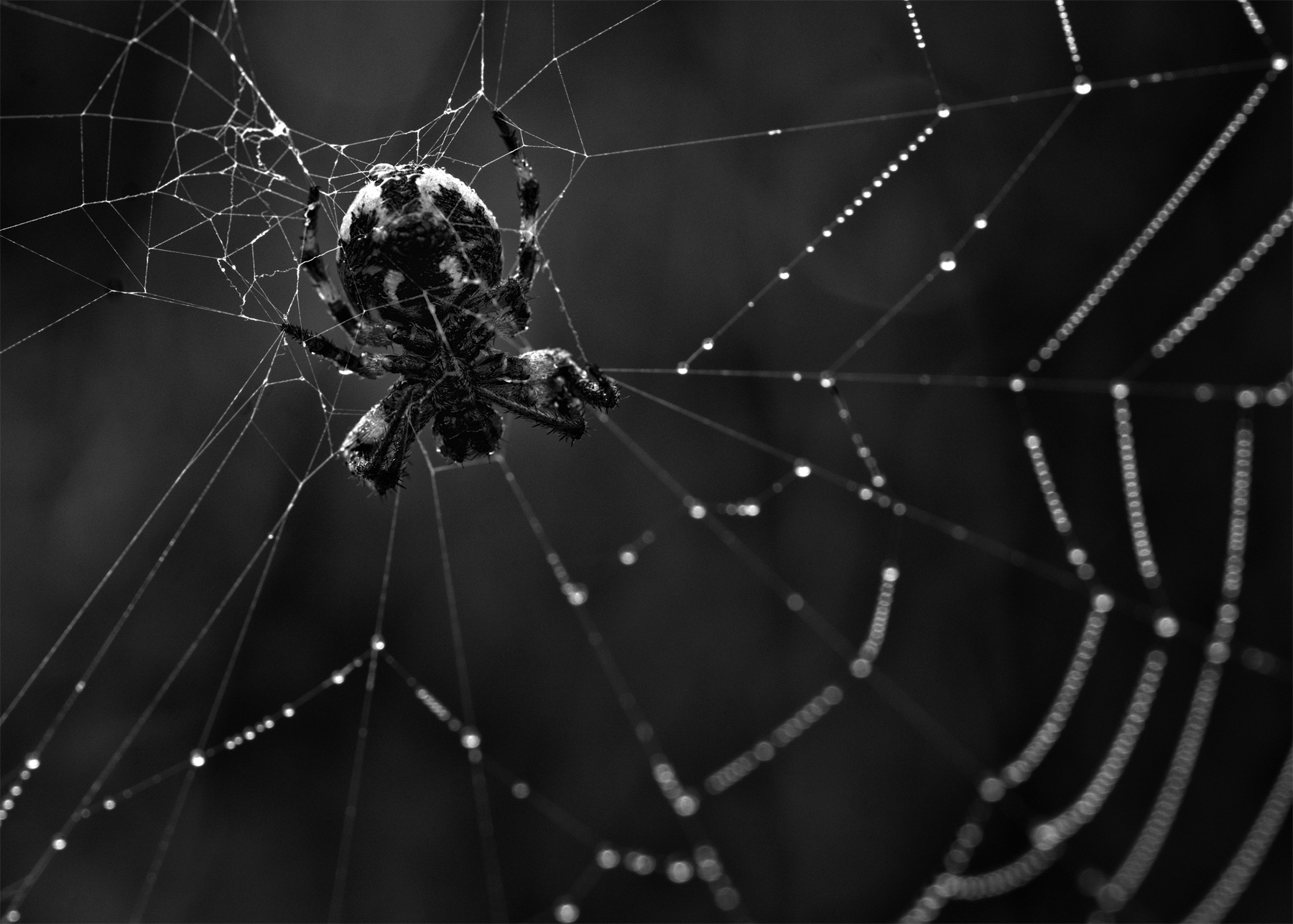 macro_giu2019___Dark