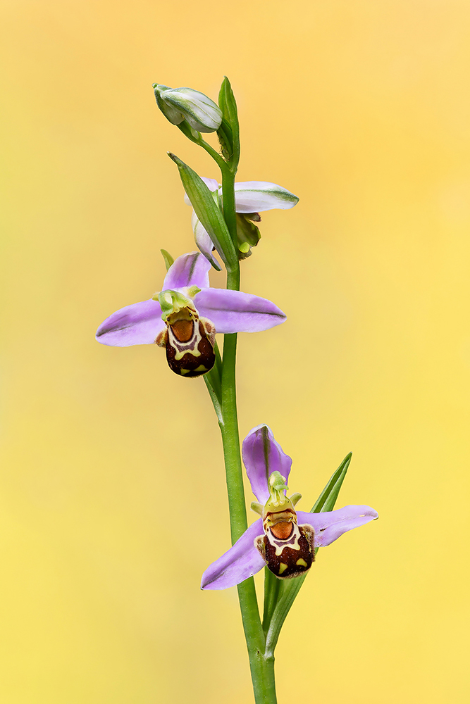 Ophrys apifera