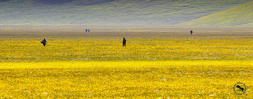 Cercatori....nel giallo!