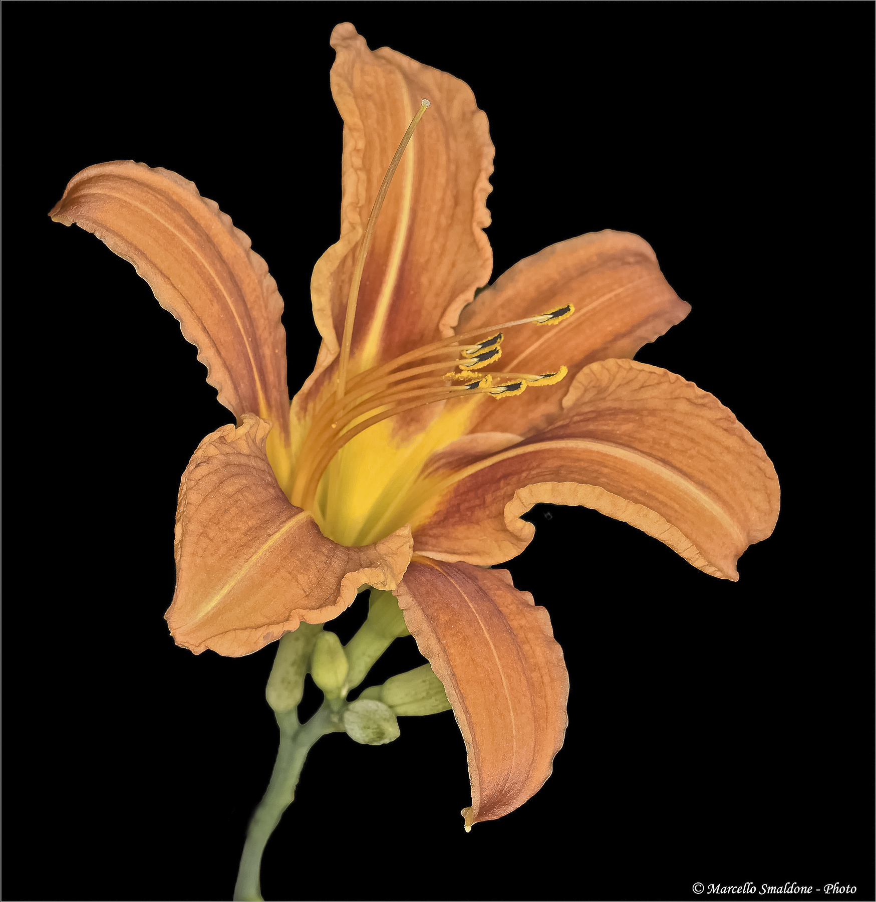 Hemerocallis..."Close-up"