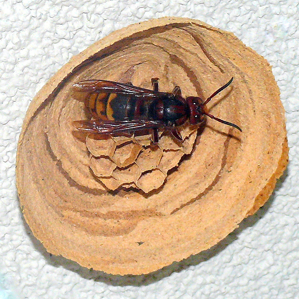 *** Architetto al lavoro ***