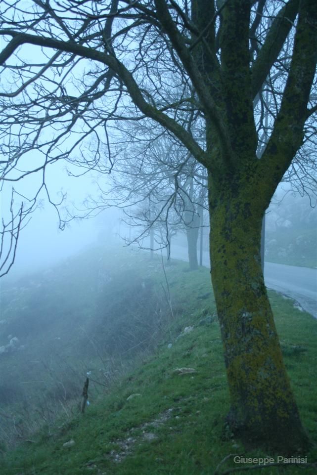 Albero e nebbia