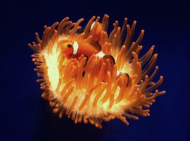 Simbiosi in arancione