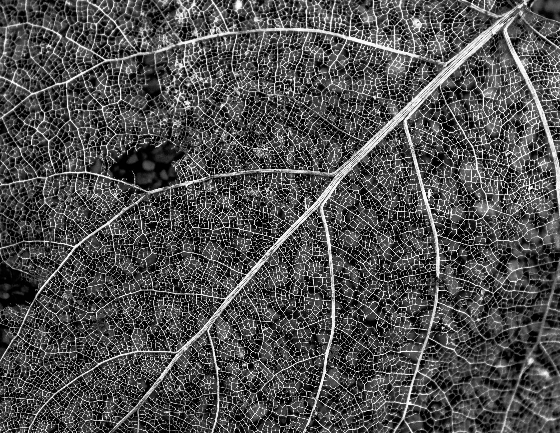 Quel che resta di una foglia