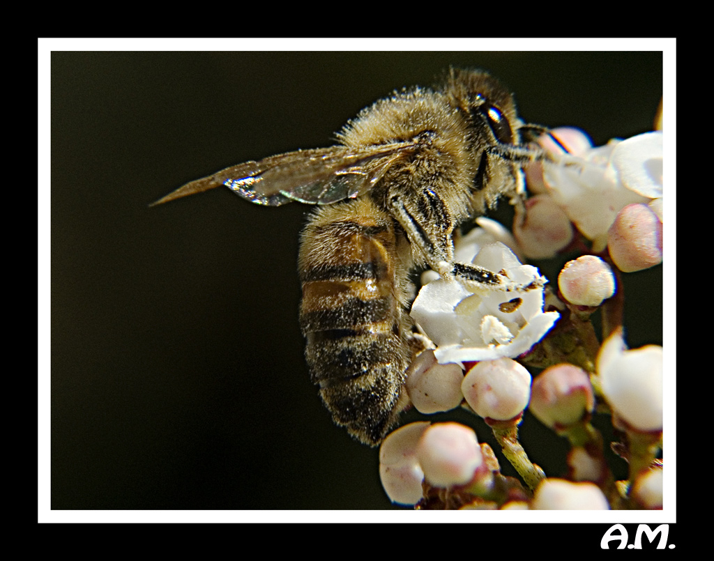 ..la mia prima ape..