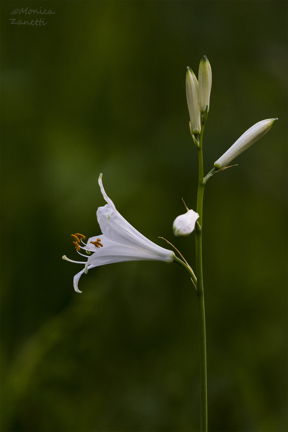 Giglio bianco