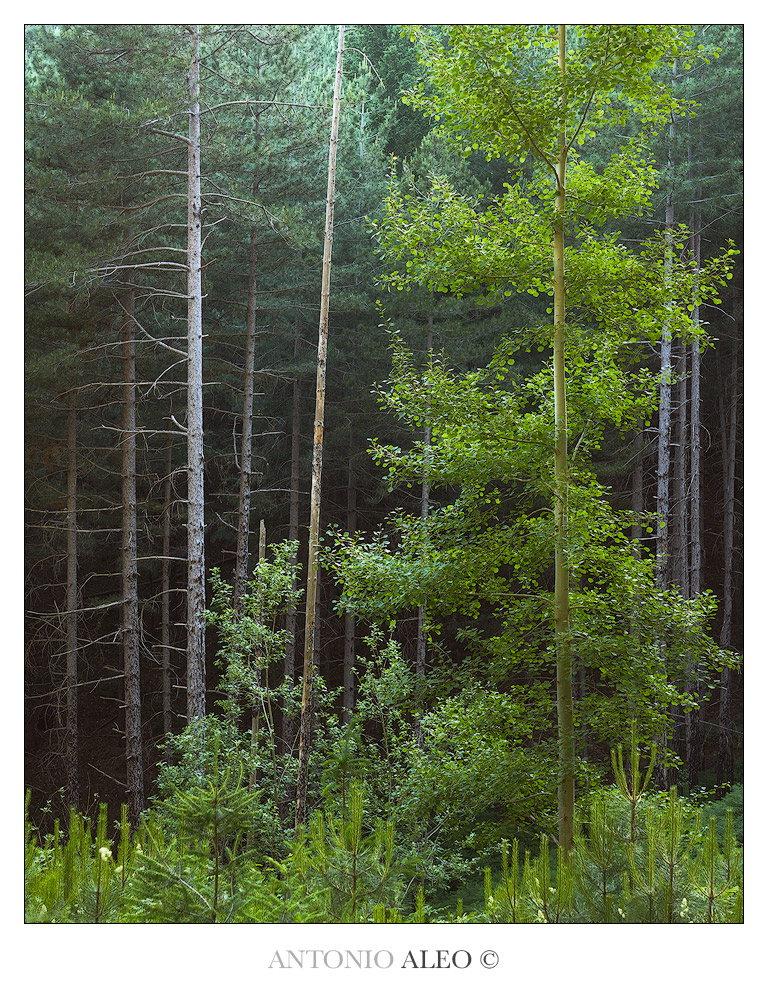 Pioneer of the woods