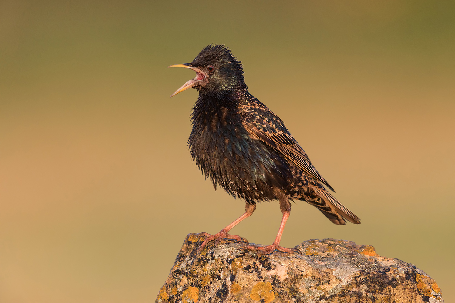 urla di pauraaaaa.....