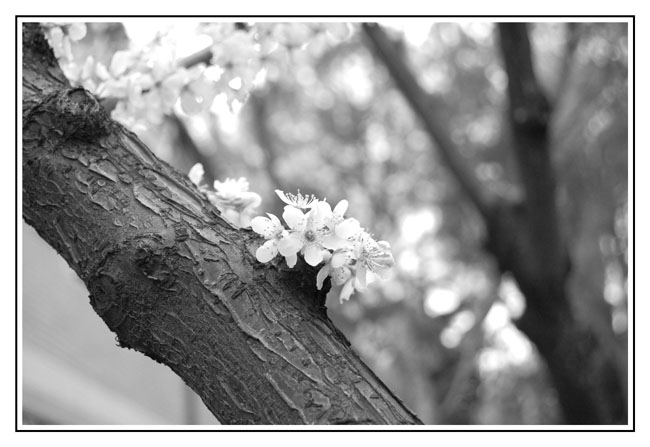 Finalmente primavera