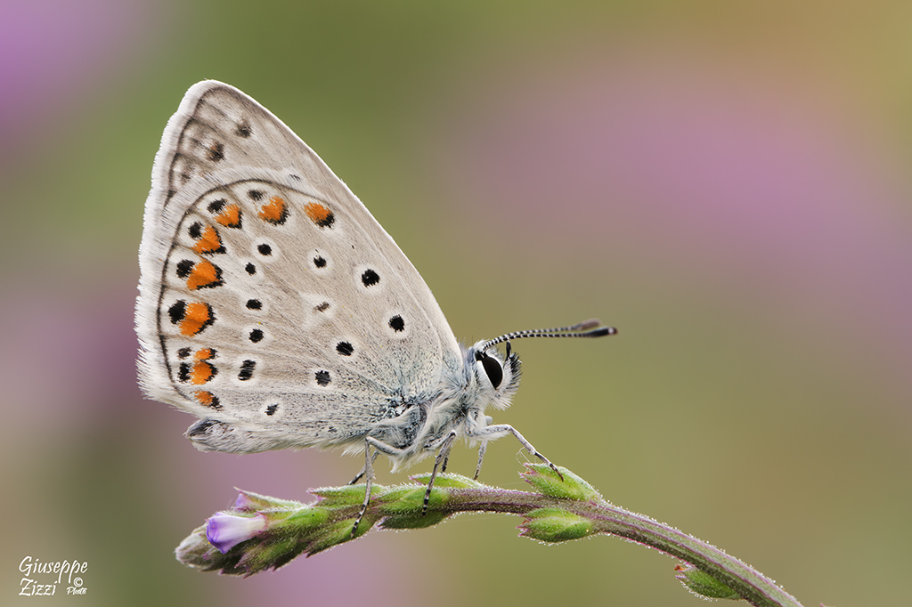 Polyommatus icarus
