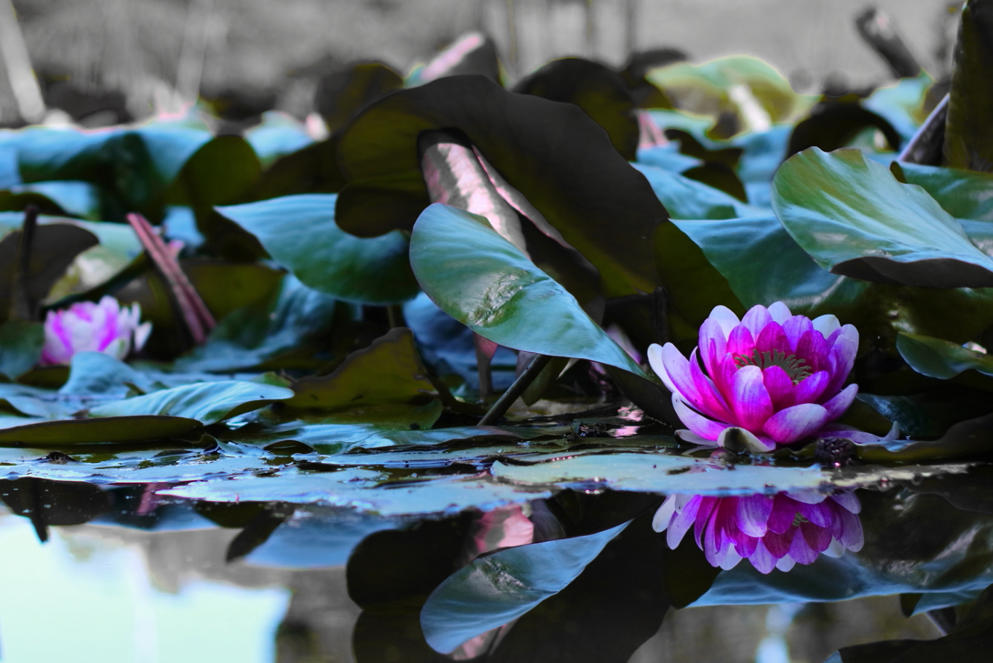 || Fiori e Ninfee ||