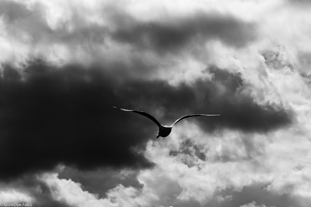 Il Gabbiano Jonathan Livingston  BN