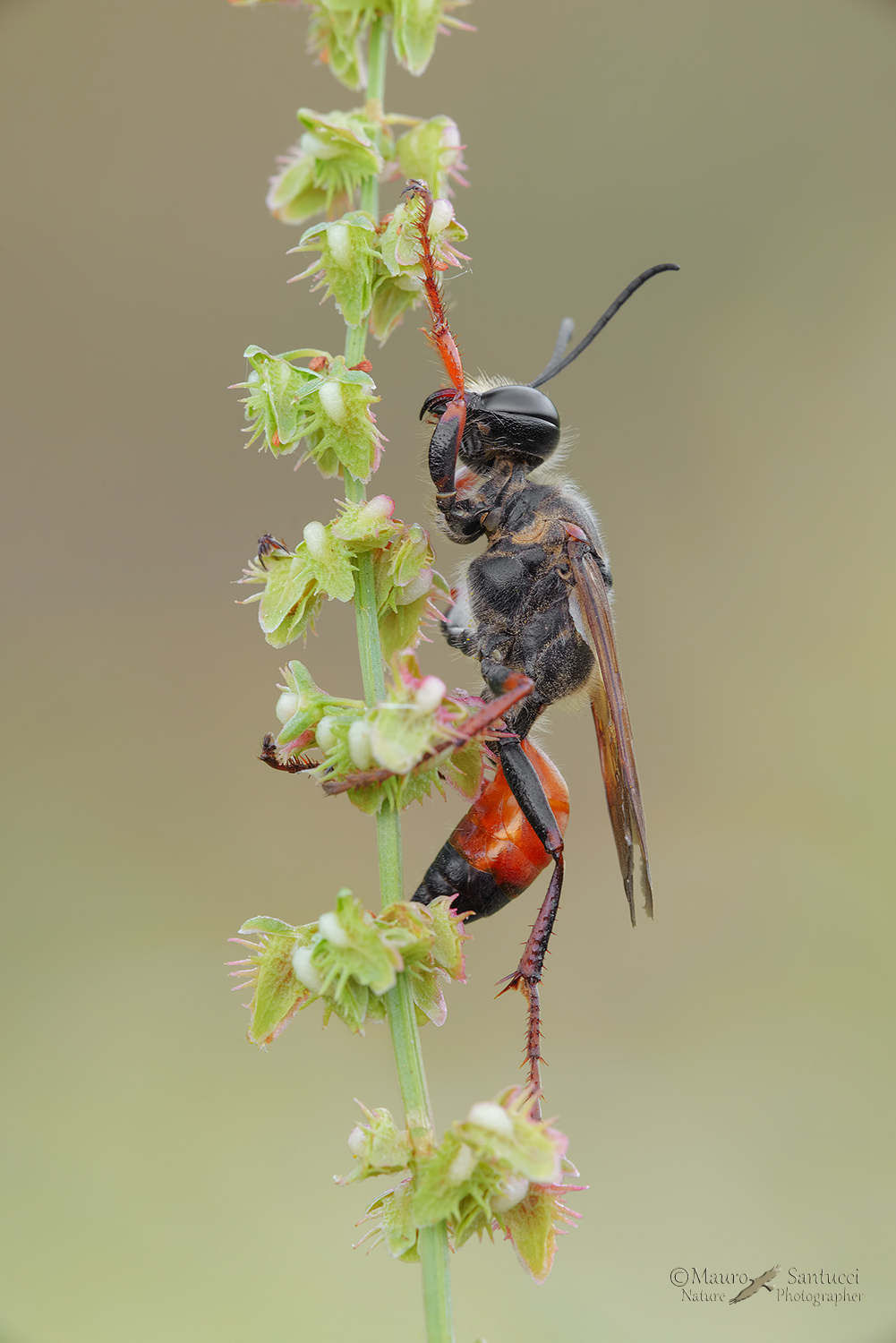 Apocrita_imenottero_DSC8077