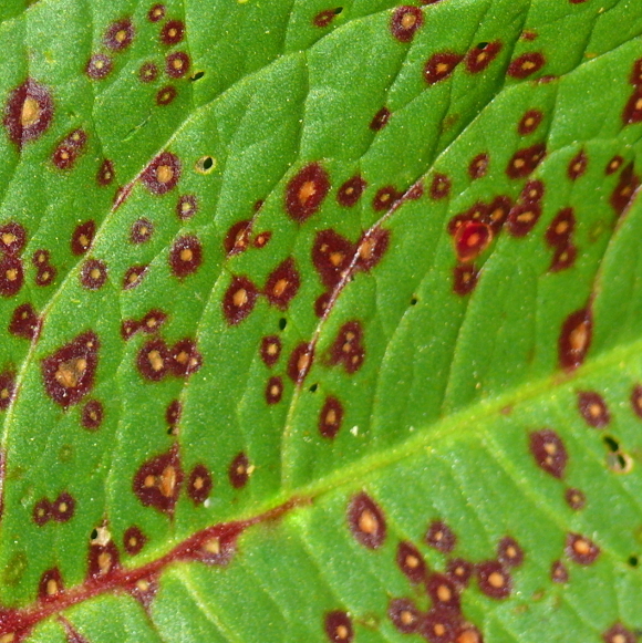 *** Globuli rossi ***