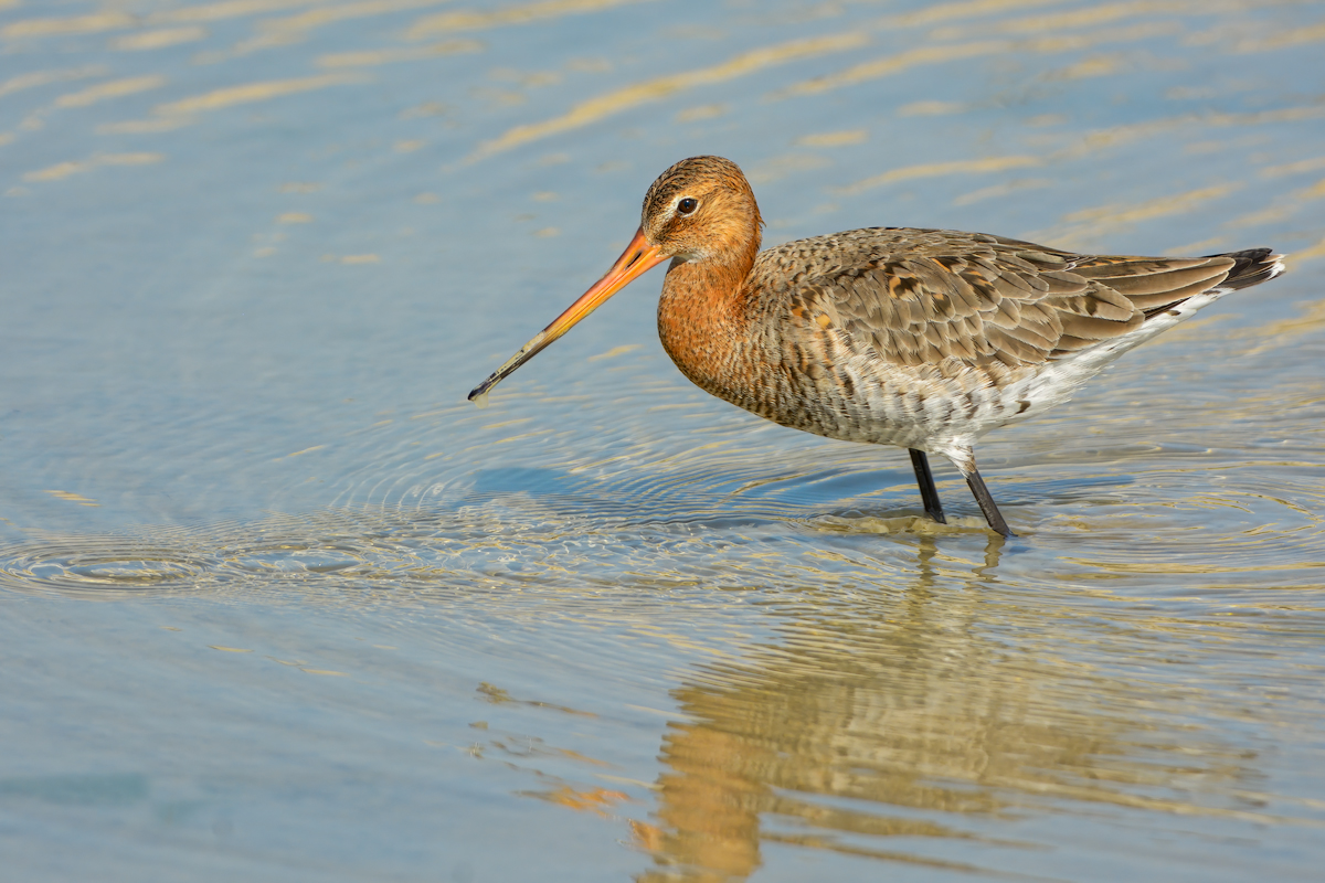 Pittima reale (Limosa limosa)