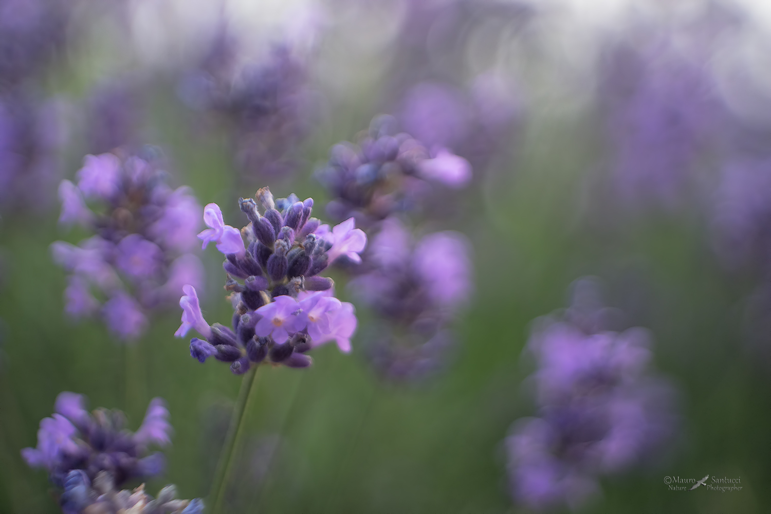 Lavanda_DSC7560