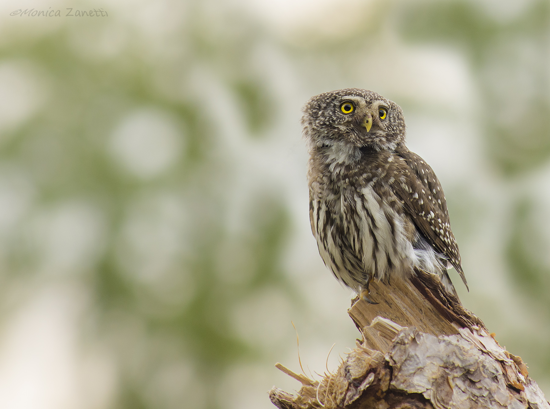 LOLA la civetta nana