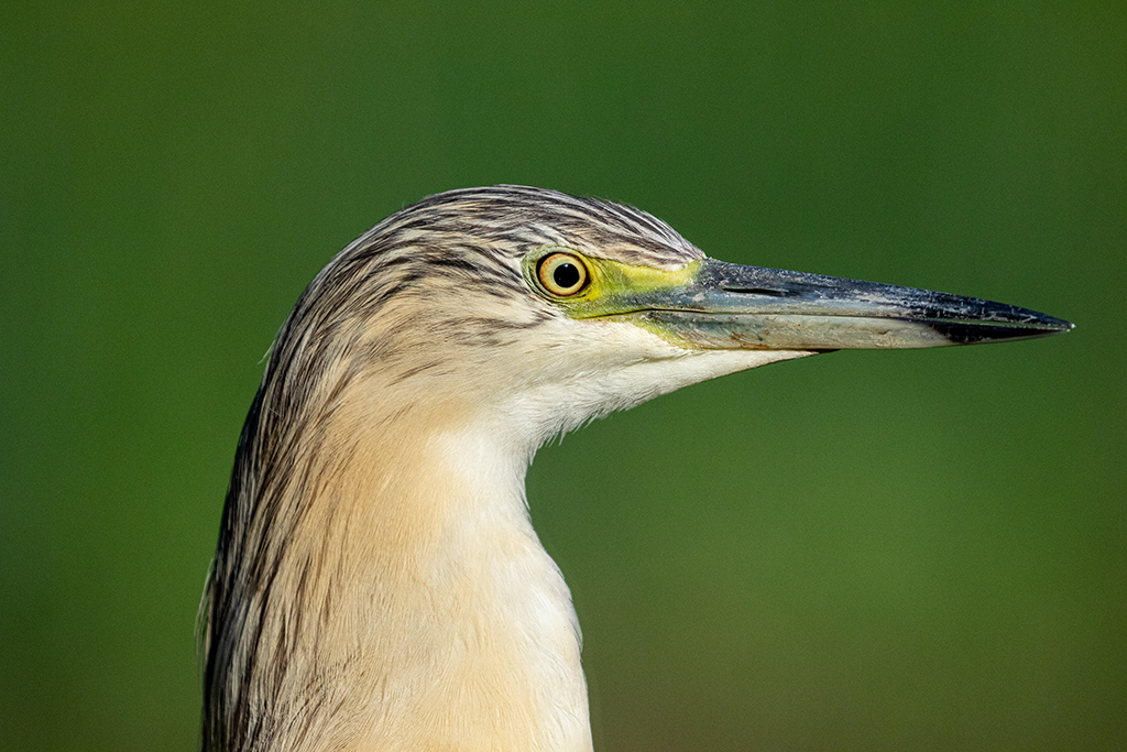 Sgarza ciuffetto ritratto