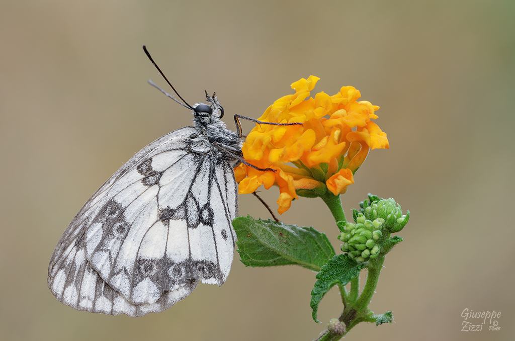 Melanargia galathea