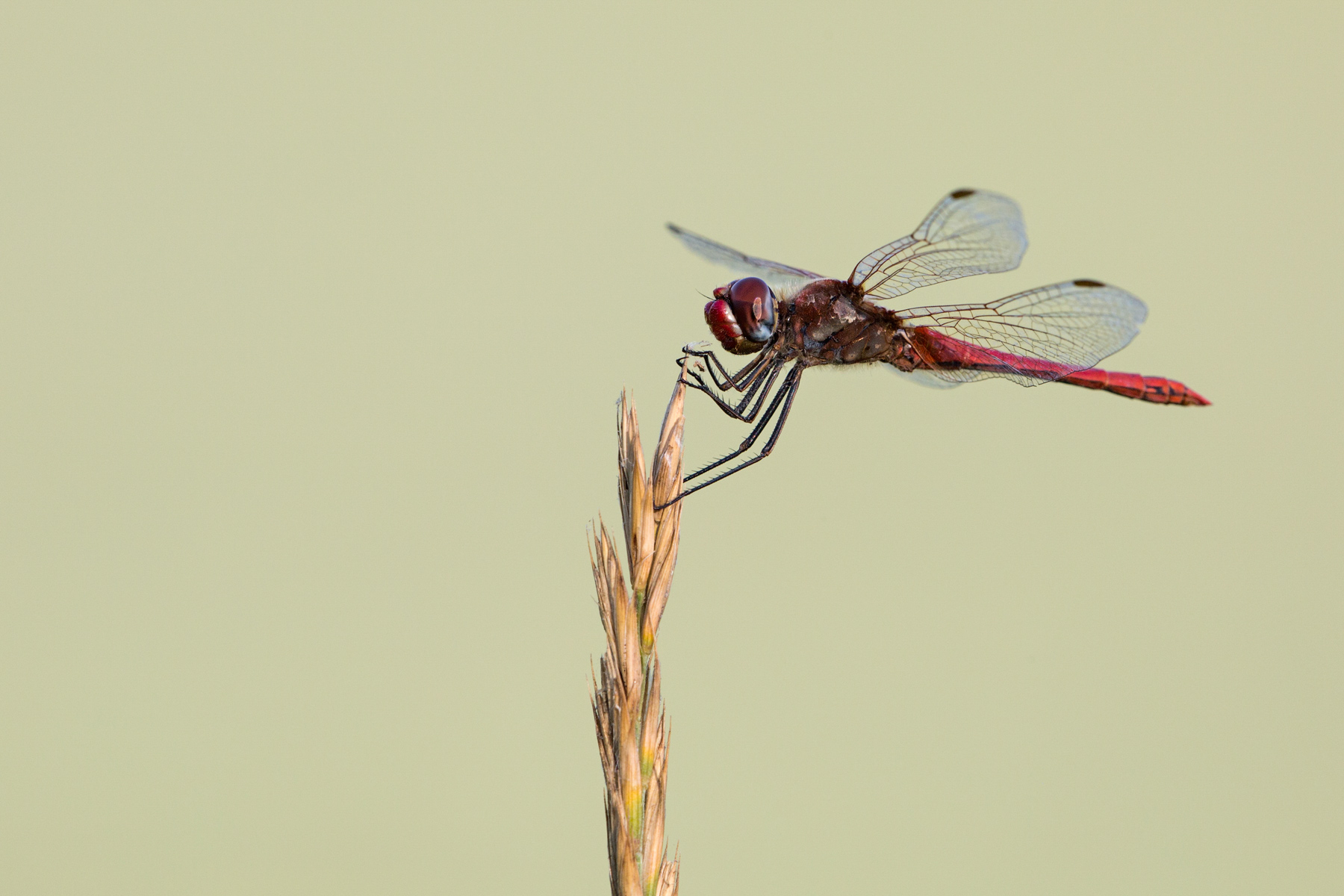 Libellula Sympetrum