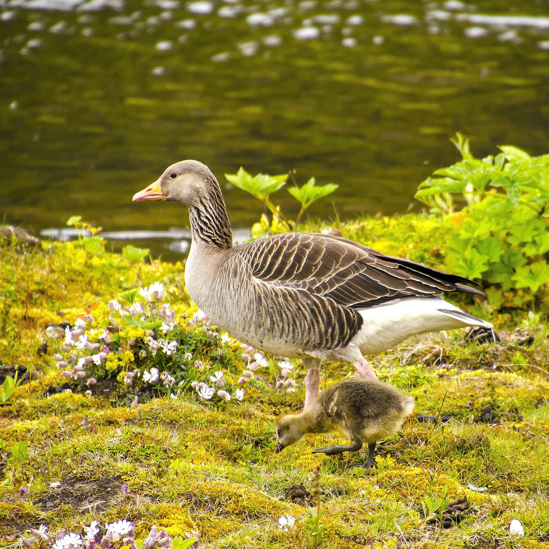 Oca selvatica con pulcino