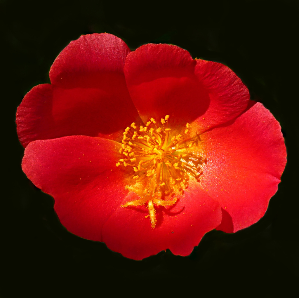 *** Nostalgia rossonera ***