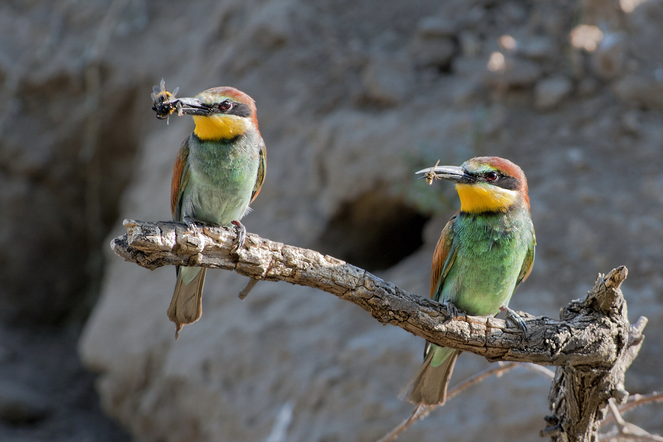 E' pi� grosso io mio!