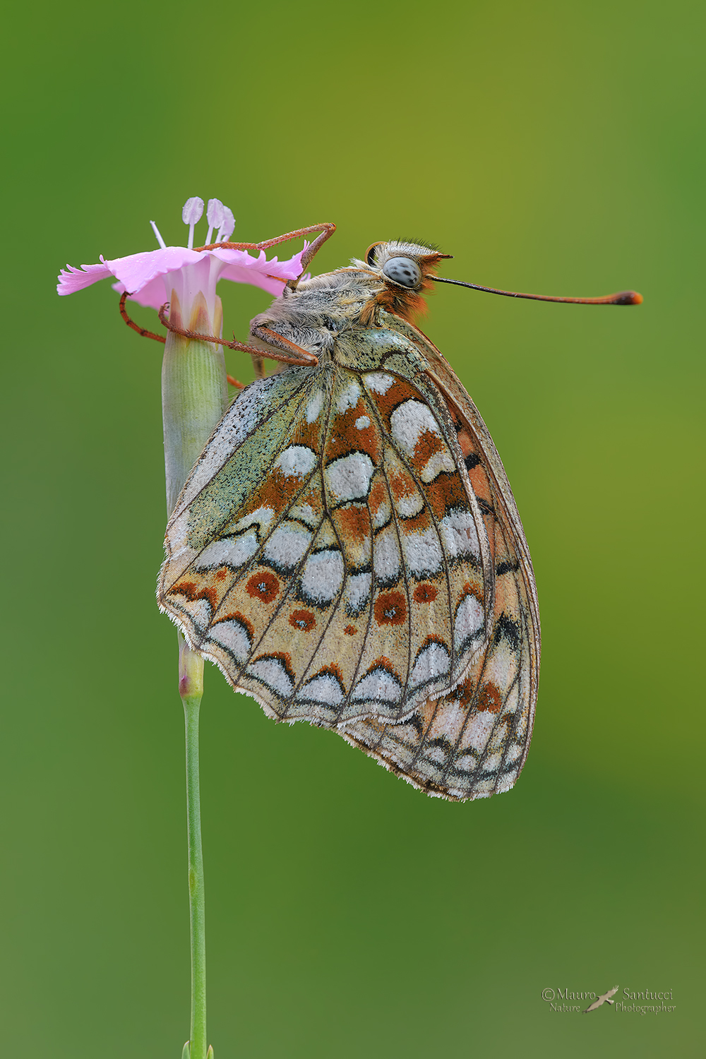 Argynnis-niobe_DSC8309
