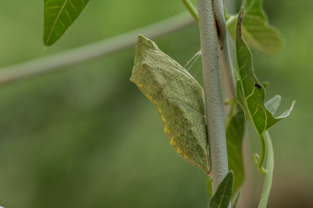 La Crisalide del Macaone(documento)