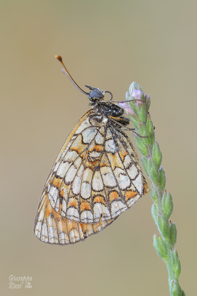 Melitaea phoebe