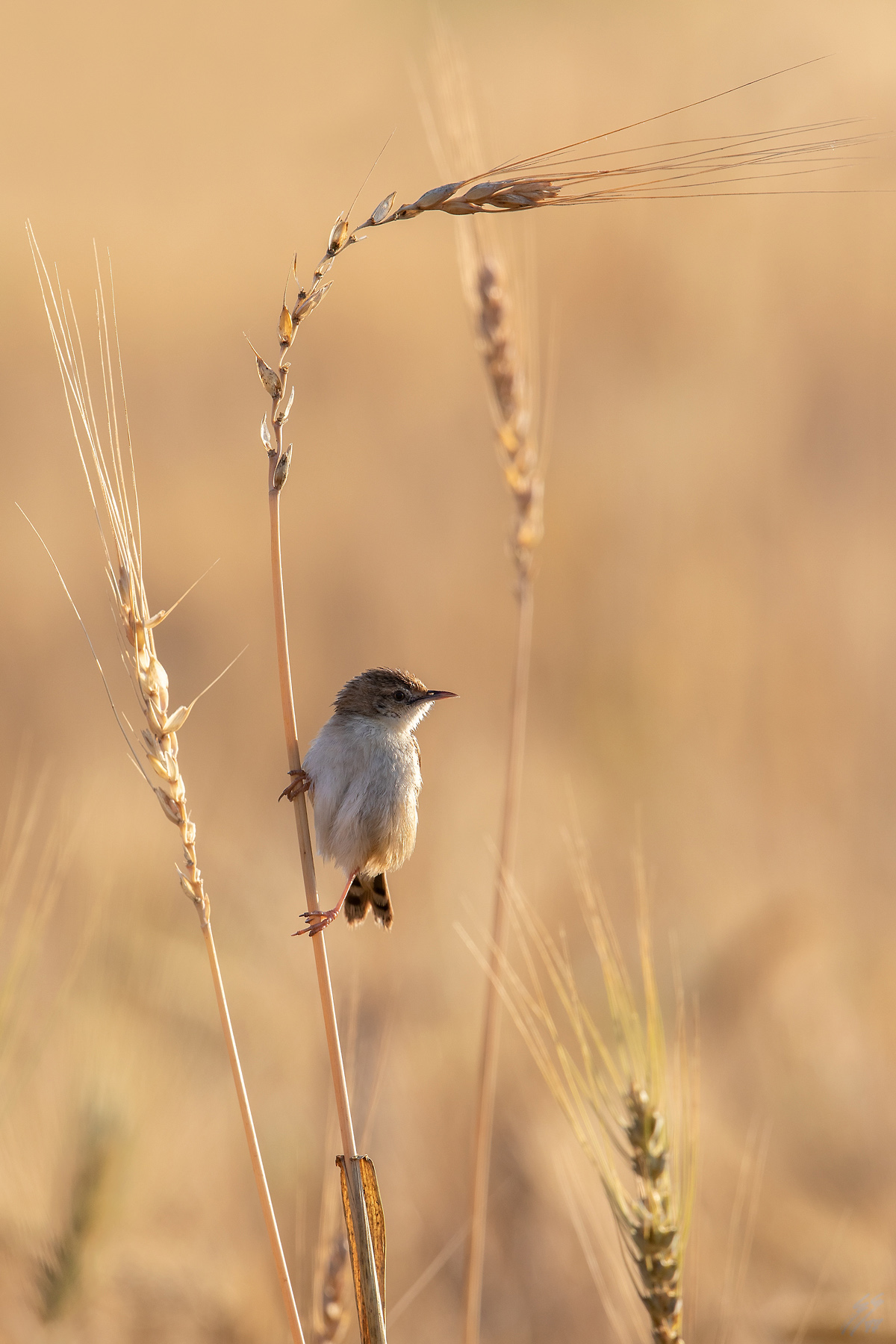 ..beccamoschino-ino-ino..