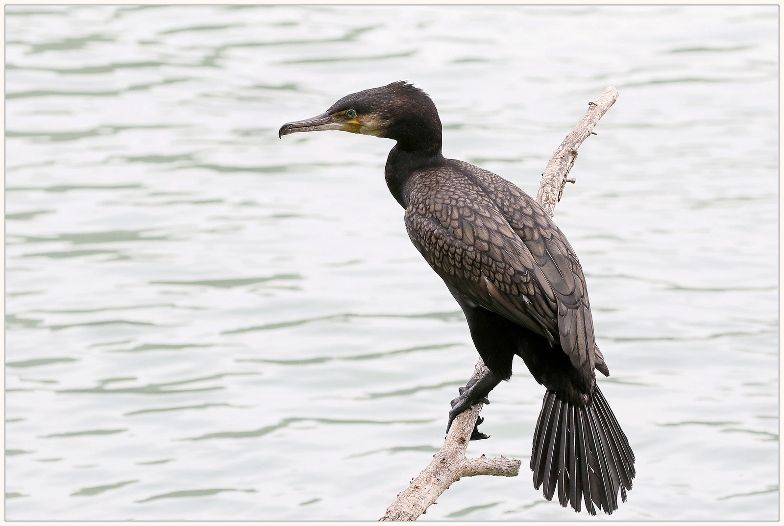 Cormorano