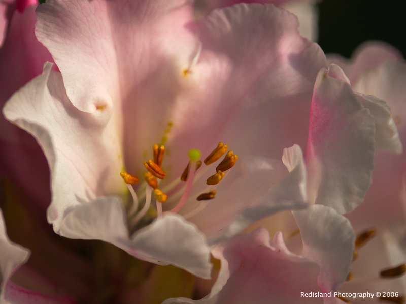 Macro Tamron 500SP 1