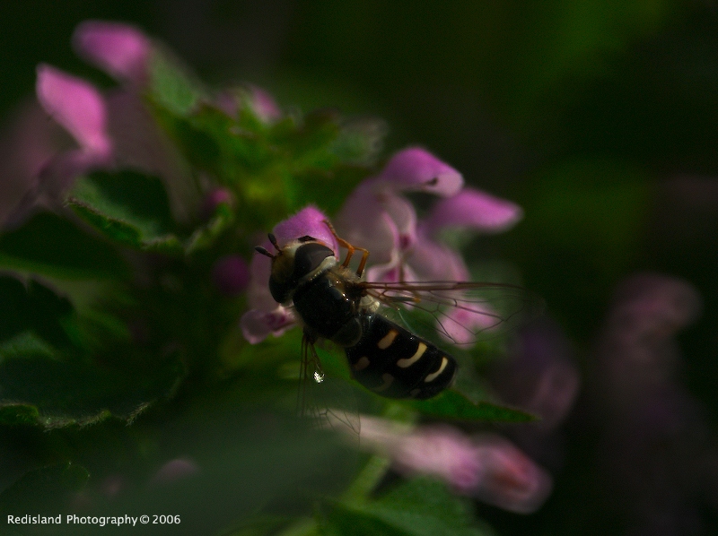 Macro Tamron 500 SP 2